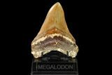 Serrated, Fossil Megalodon Tooth - Indonesia #149848-2